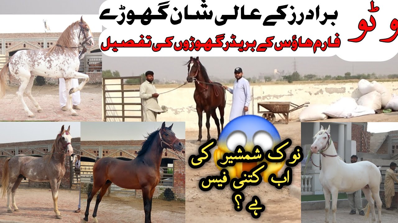 Watto farm house ke Ghode|Horse interview|Horse in Pakistan|Breeder Horse|خوبصورت گھوڑوں کا شوق