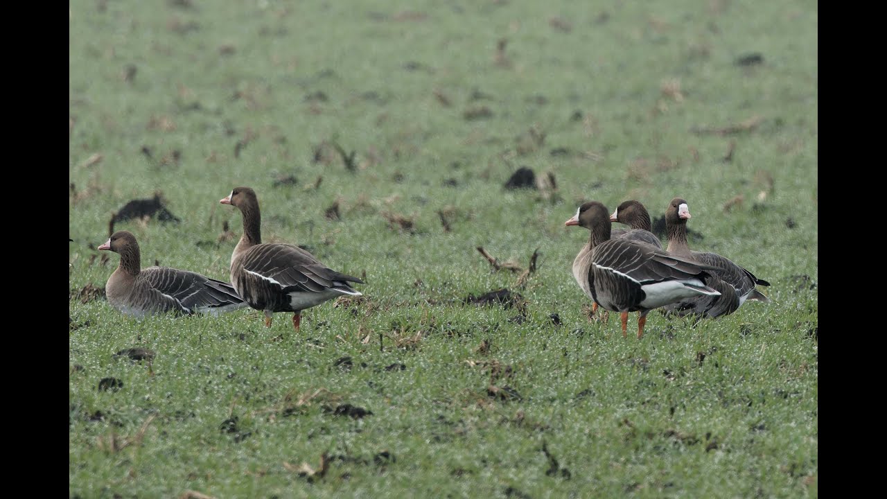 White-fronted Geese, Sutton North Fen, Cambridgeshire, 1/2/26