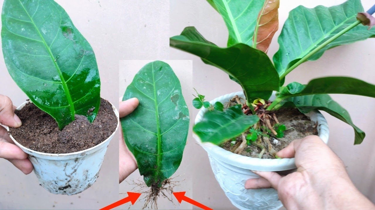 How to grow Anthurium by Leaves | Best Natural Banana Rooting Hormone