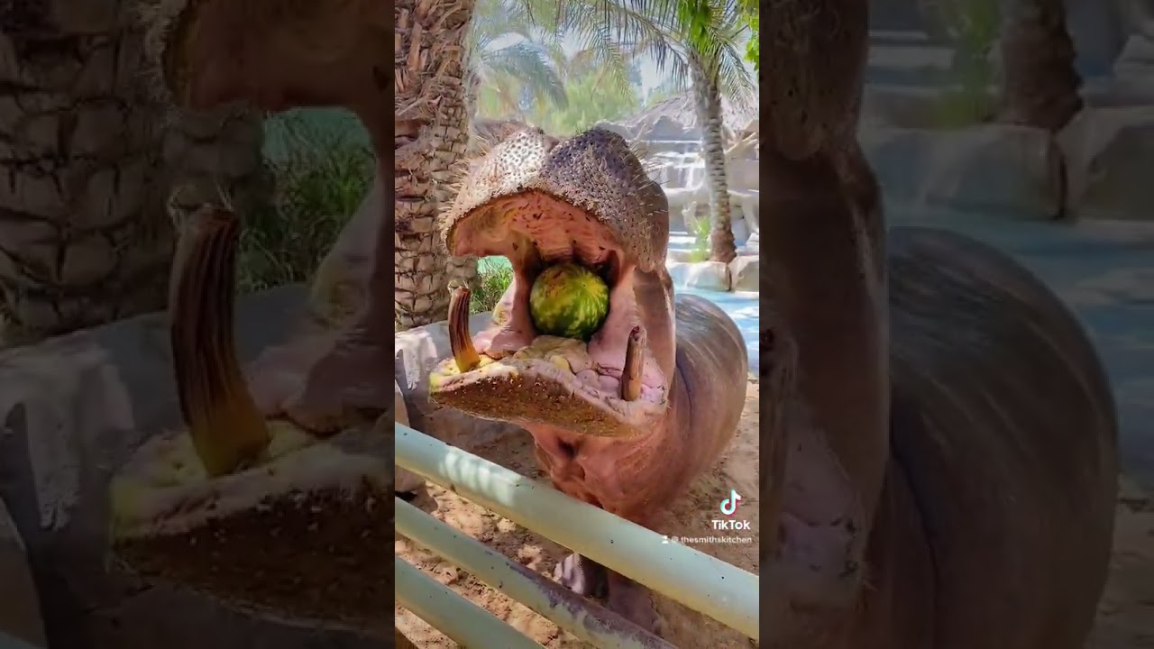 Watch Otto the Hippo Eat a Whole Watermelon! #zoo