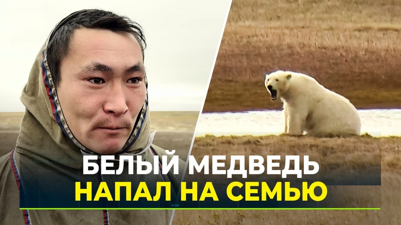 Атака хищника: на Ямале белый медведь гнался за оленеводами
