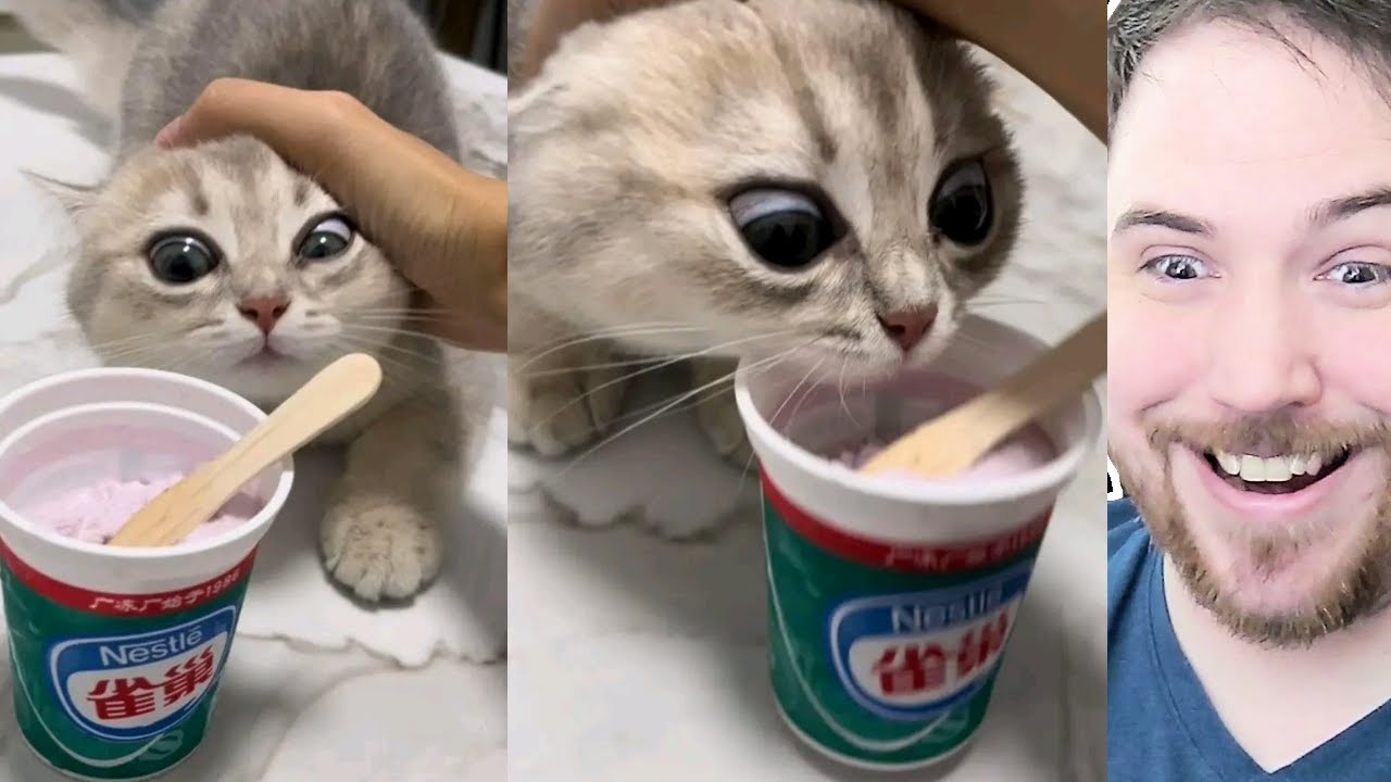 CAT CANNOT BE STOPPED - Memes (New Home Reveal!)