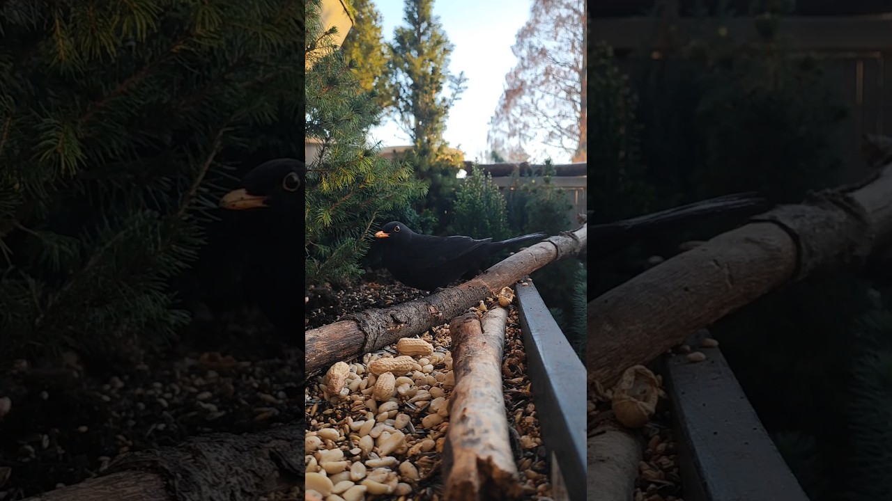Amsel gräbt um.