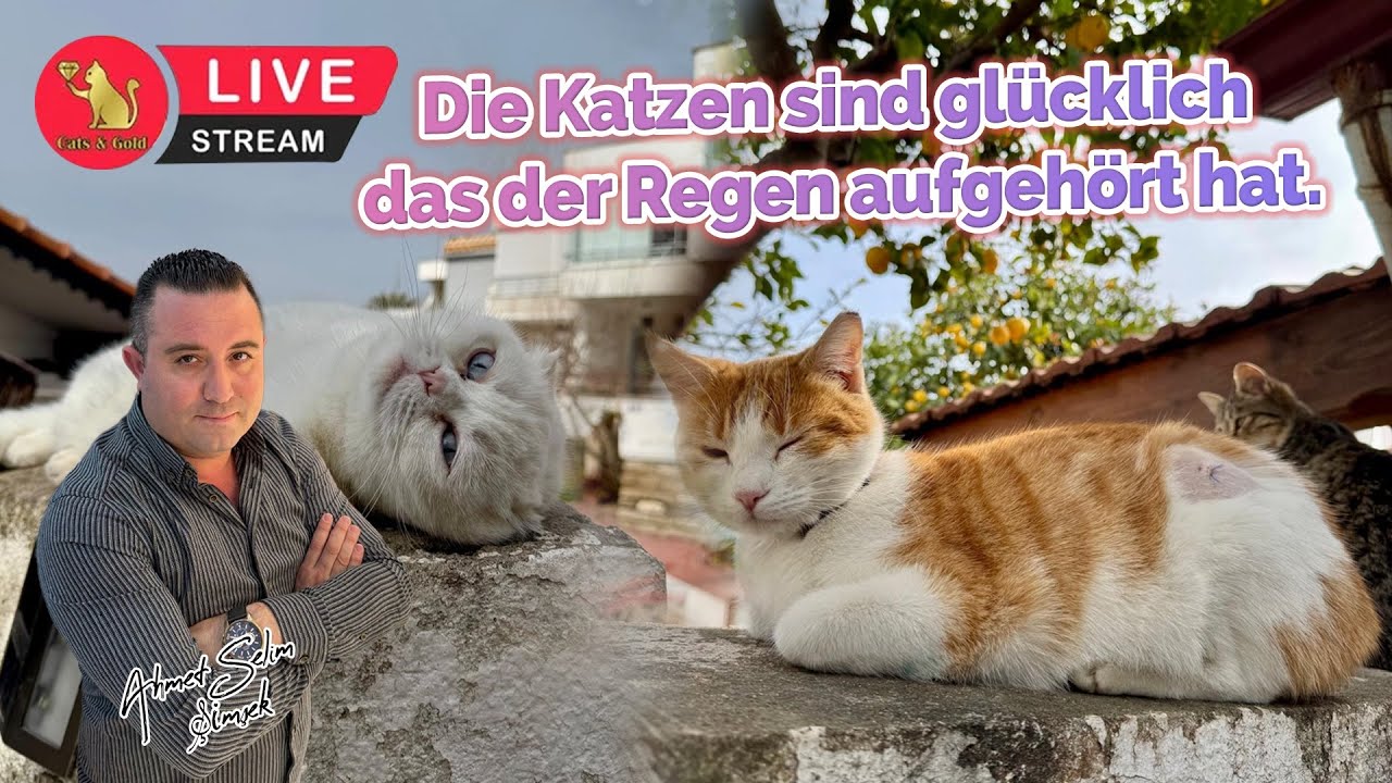 Die Katzen sind glücklich das der Regen aufgehört hat.