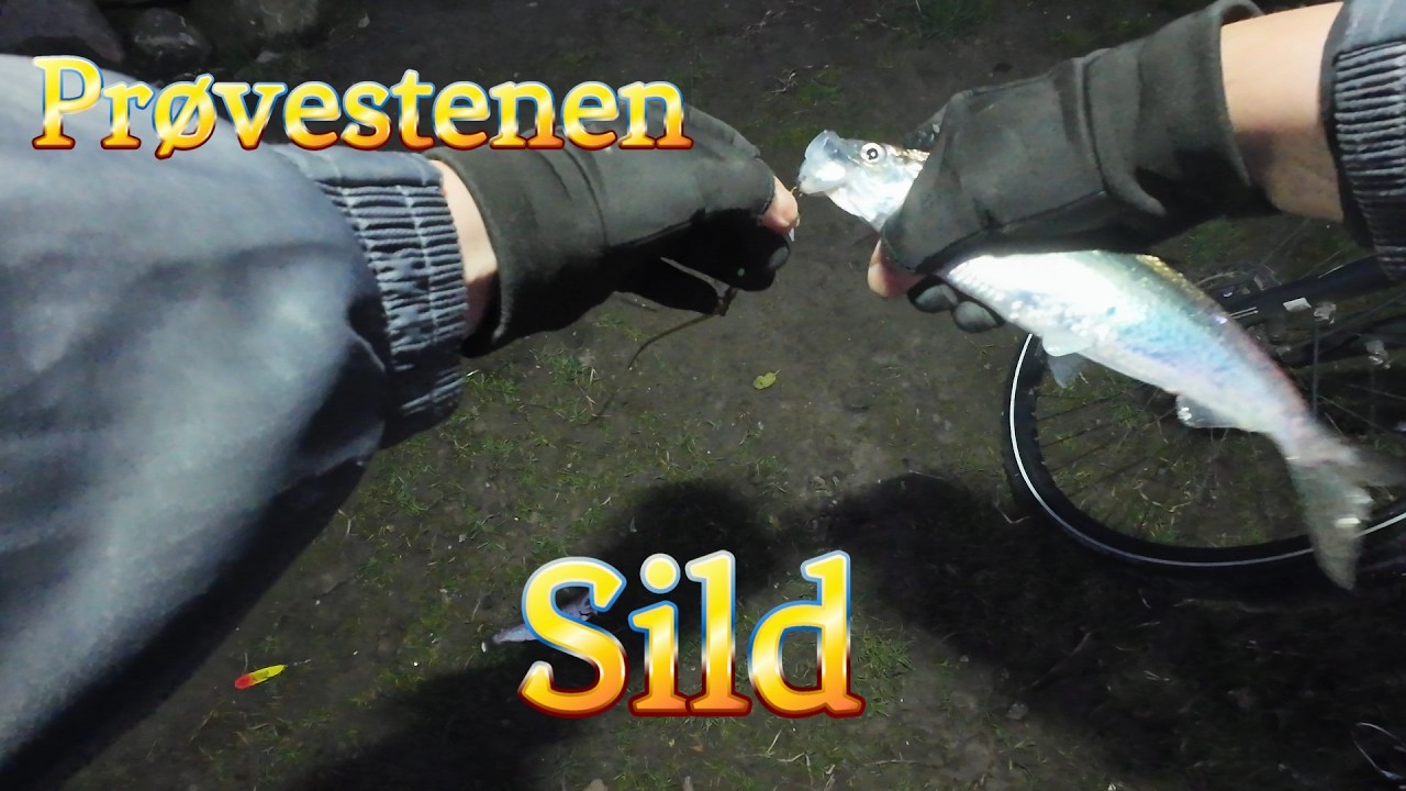 Sild på Prøvestenen  November 2024 #sildefiskeri #københavn #2024