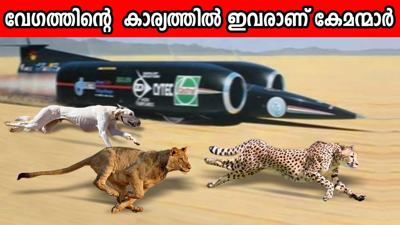 ലോകത്തിലെ ഏറ്റവും വേഗം കൂടിയ 10 മൃഗങ്ങൾ | Fastest Animals in the World