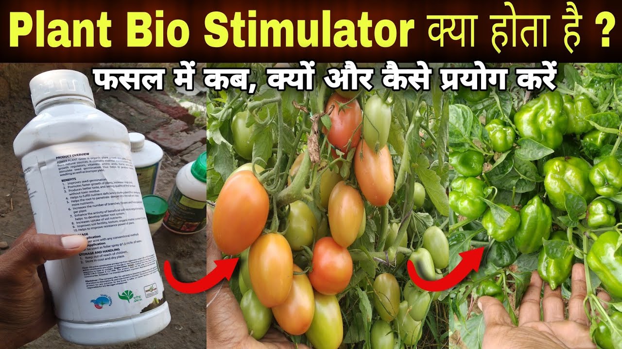 What Is Plant Growth Stimulator Bio Stimulant for Agriculture Use ?