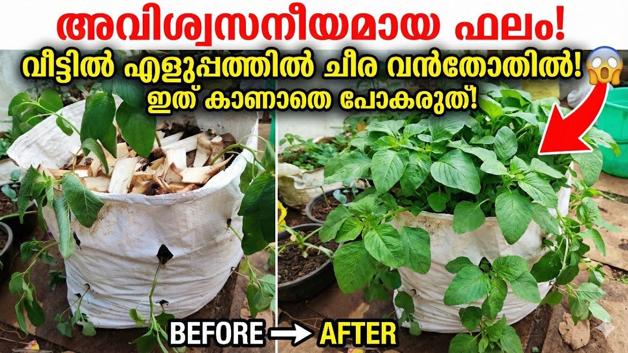 വെർട്ടിക്കൽ ചീരക്കൃഷി!! വീട്ടമ്മമാർക്ക് ഒരു മികച്ച ഐഡിയ 👌🏻 