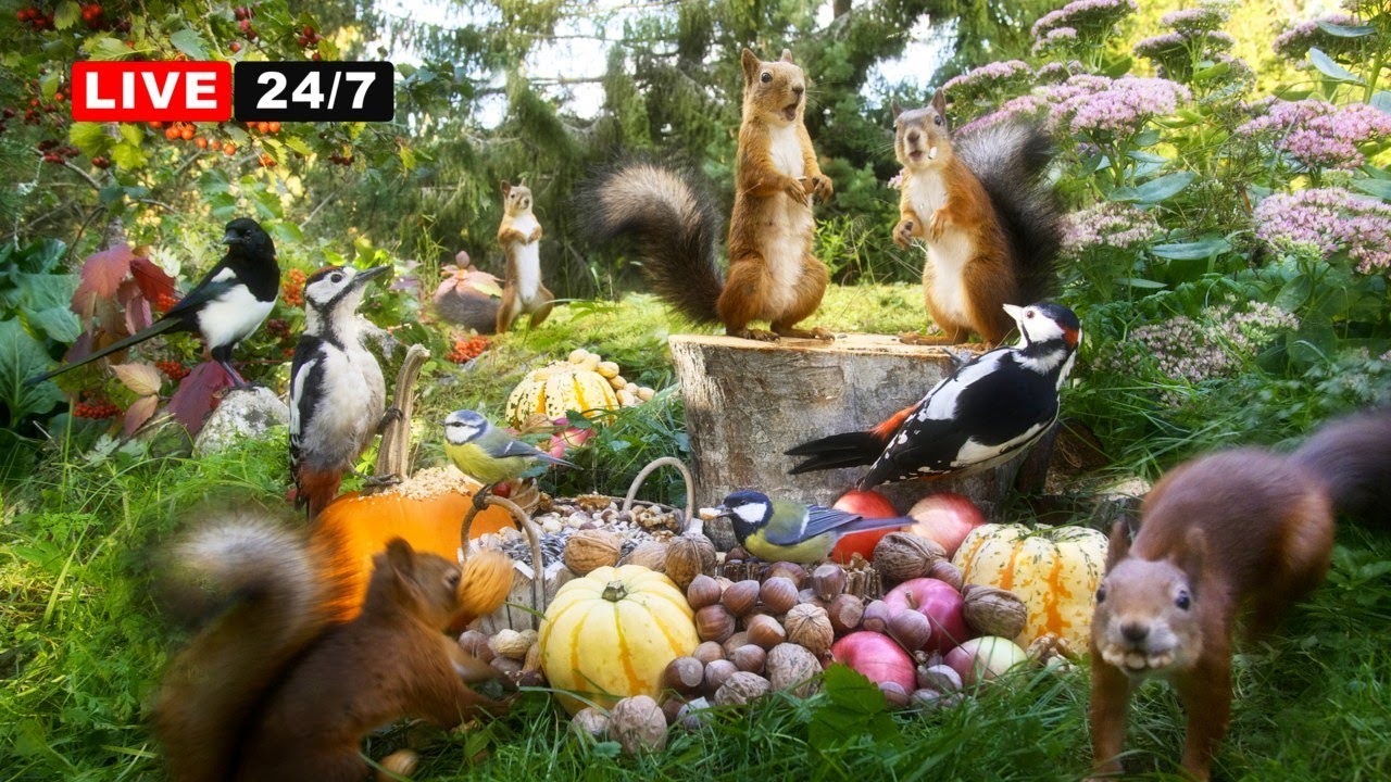 🔴 24/7 LIVE CAT TV NO ADS😺 Beautiful Birds, Red Squirrels and Peaceful Nature