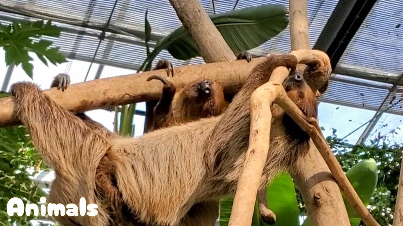 交尾を誘うナマケモノ女子。Sloths Mating/神戸どうぶつ王国