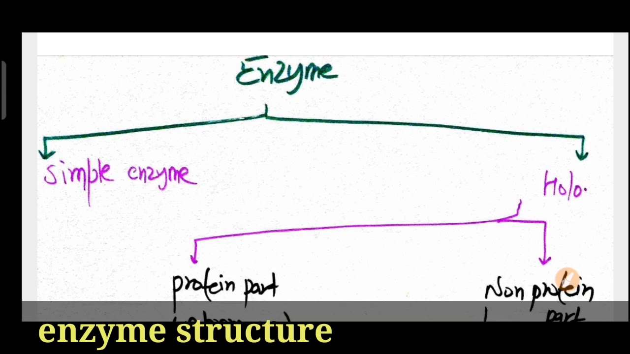 enzyme structure explained in hindi