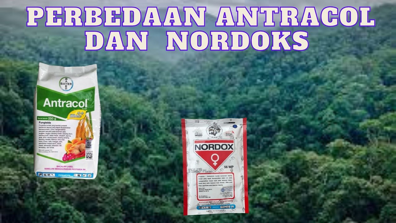 PERBEDAAN FUNGISIDA ANTRACOL Vs NORDOKS