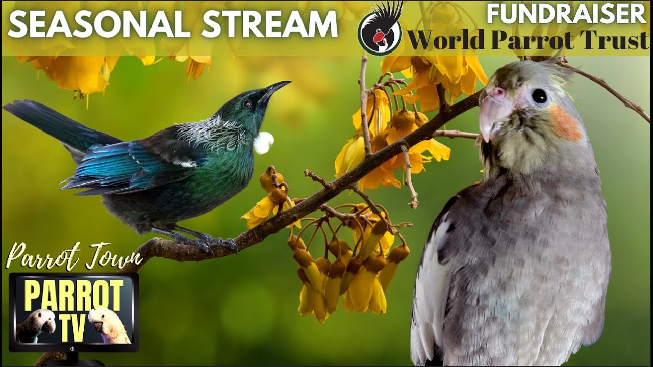 Springtime Songbirds | Happy Relaxing Songbird Nature Sounds | Parrot TV for Your Bird Room🌼