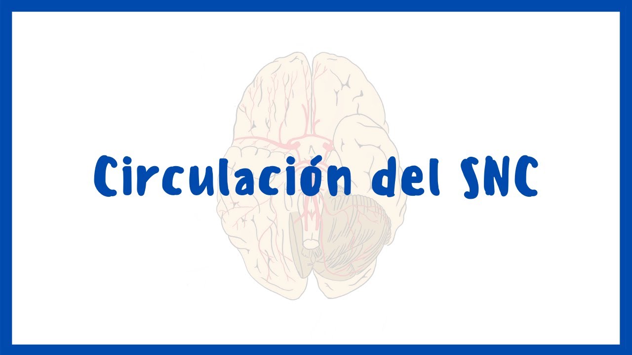 NEUROANATOMÍA | Circulación del SNC | Blasto Med