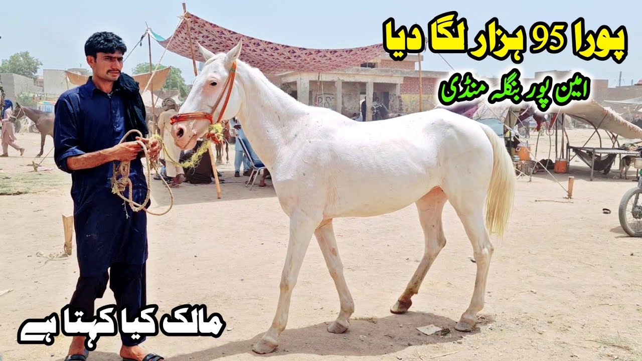 Amipur Bangla Mandi | Amipur Horse Mandi Faisalabad | Horse Mandi In Pakistan