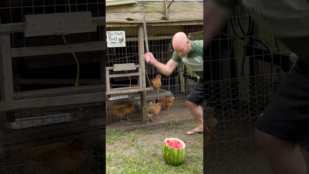 Chicken trap door and swing table #chickens