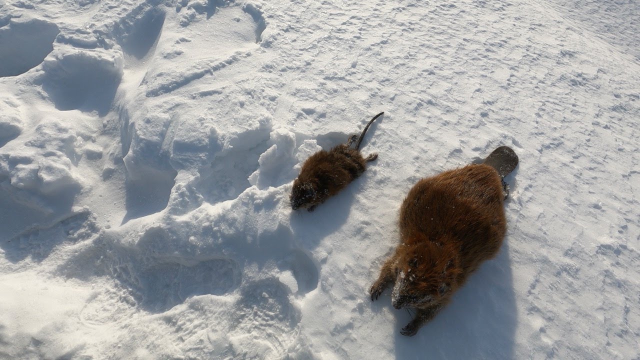 Last Check on the Trapline | Pulling Traps & What’s Next