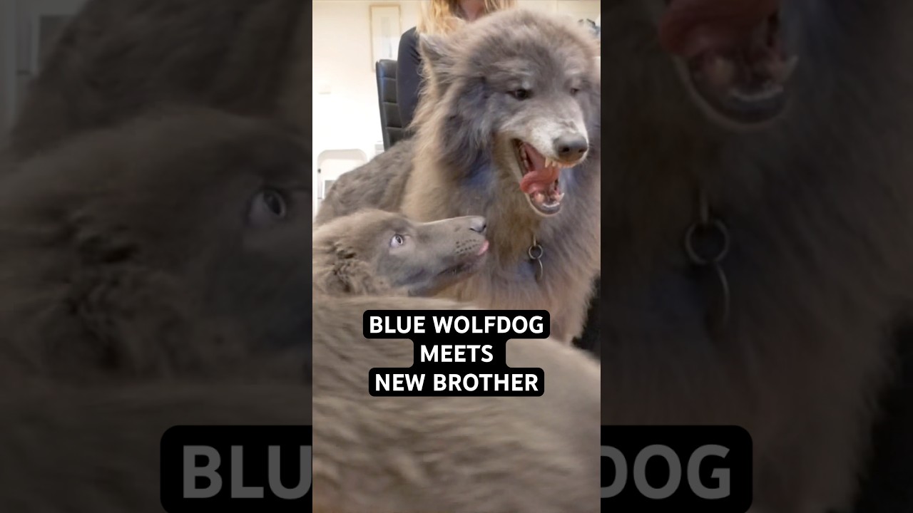 Blue Wolfdog meets her new Blue Wolfdog Brother  #bluewolfdog #bluewolf