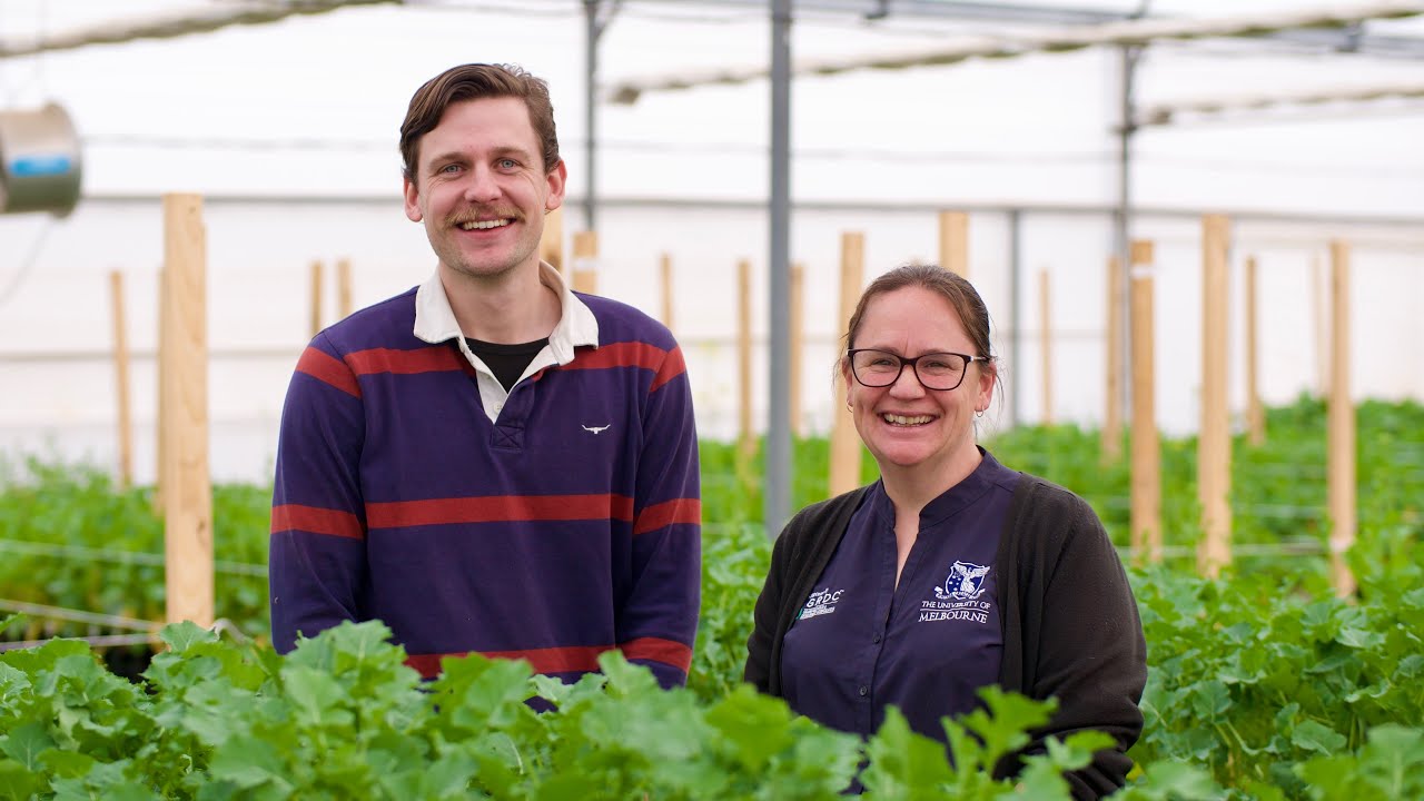 Tools for tackling blackleg of canola
