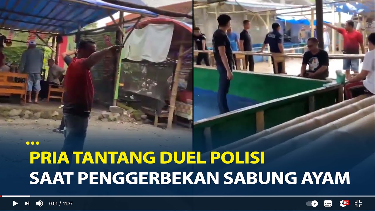 Viral Pria Tantang Duel Polisi Saat Penggerbekan Sabung Ayam di Belitar
