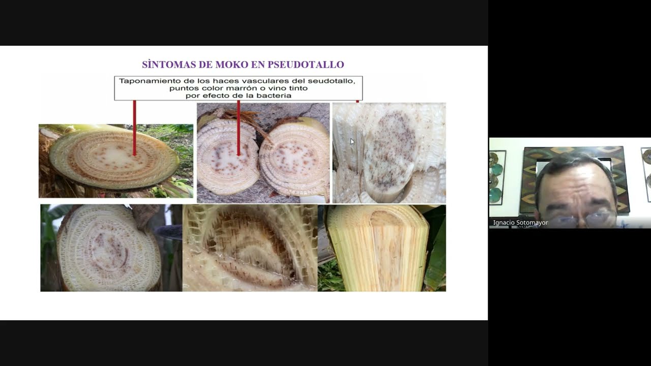 MANEJO DE MOKO EN BANANO, EXPERIENCIAS EC.