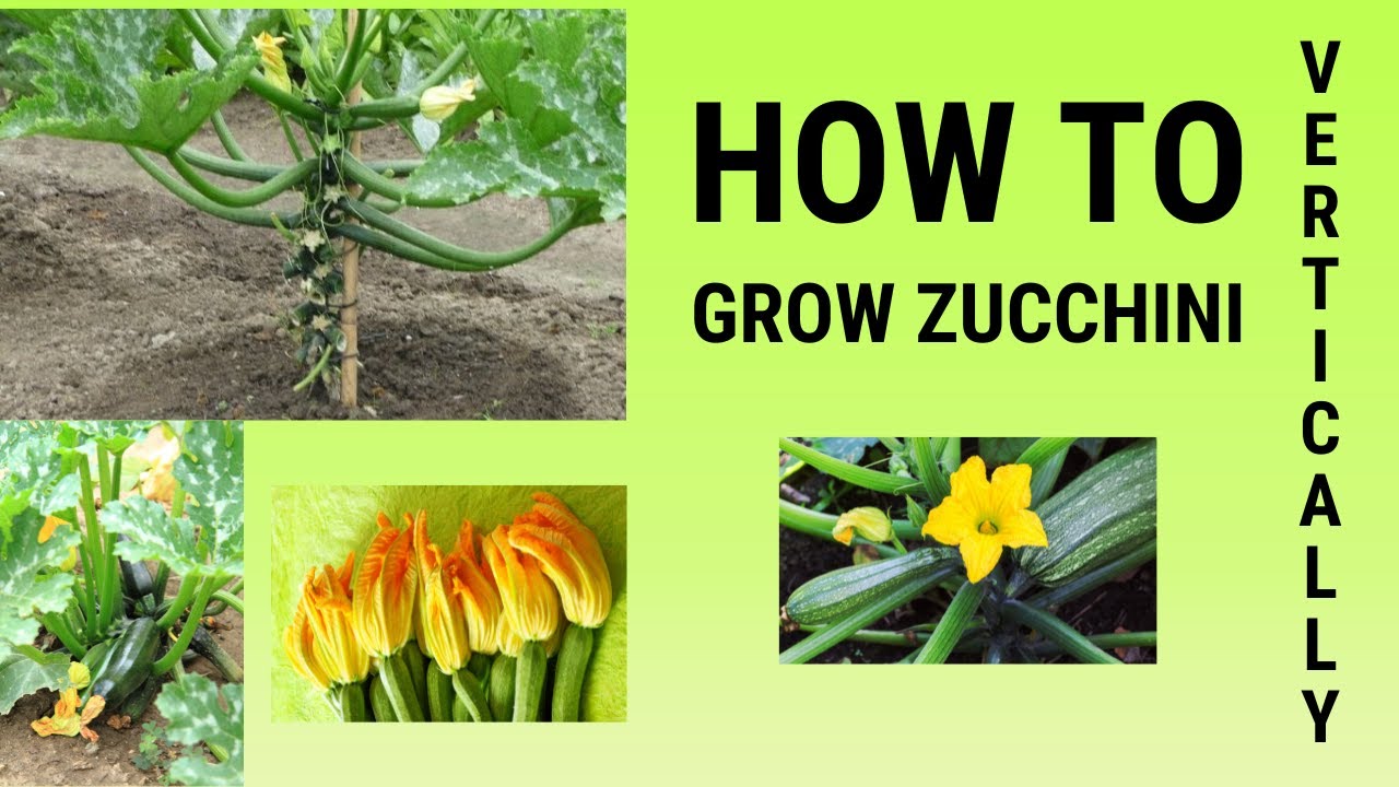 Grow Zucchini Vertically & Prune Like a Pro! 🌱