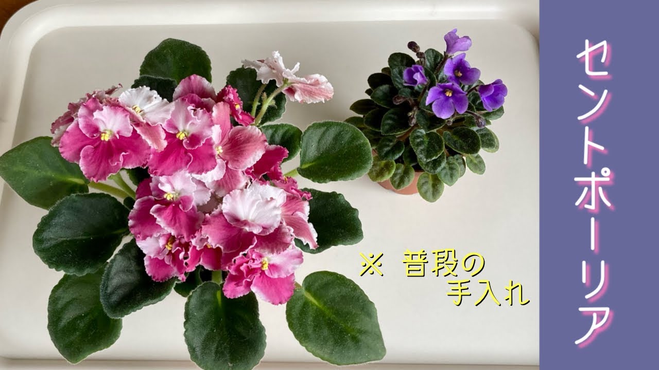 2023年3月24日　簡単にセントポーリア　置き場所と普段のお手入れ方法♪   “リタ“   マイクロミニ“リトルベル“