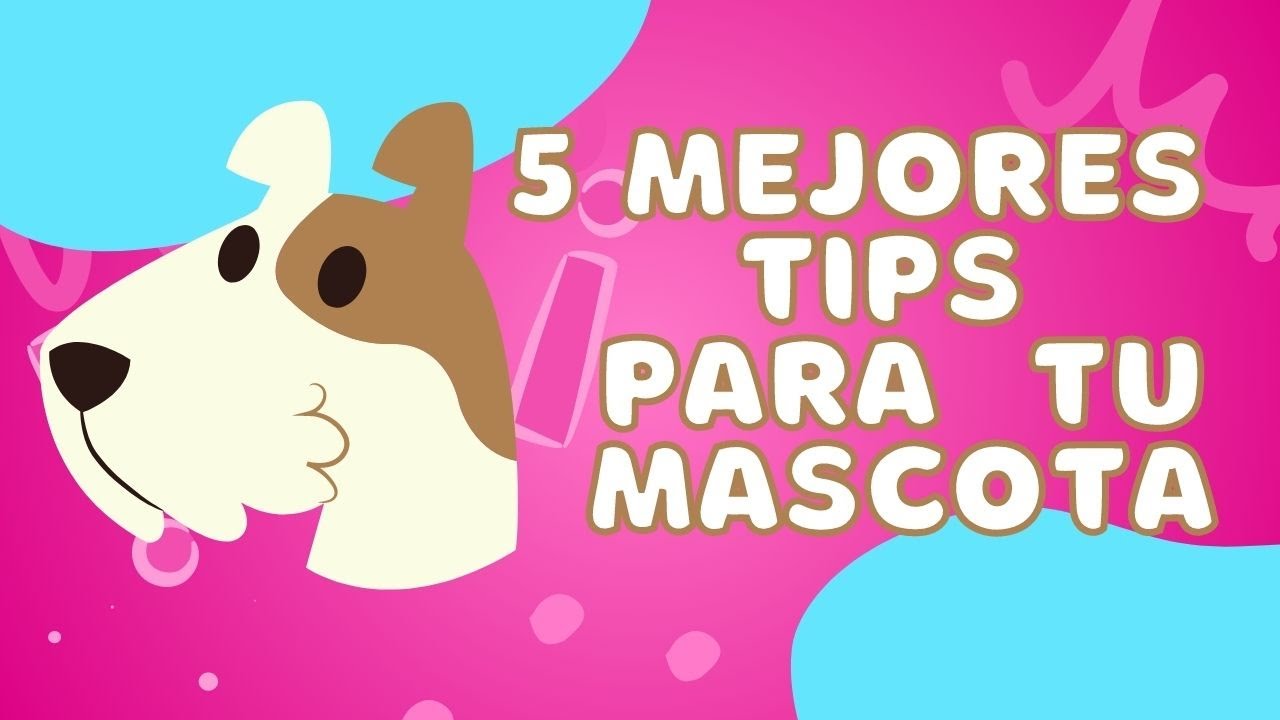 5 mejores tips para tu mascota