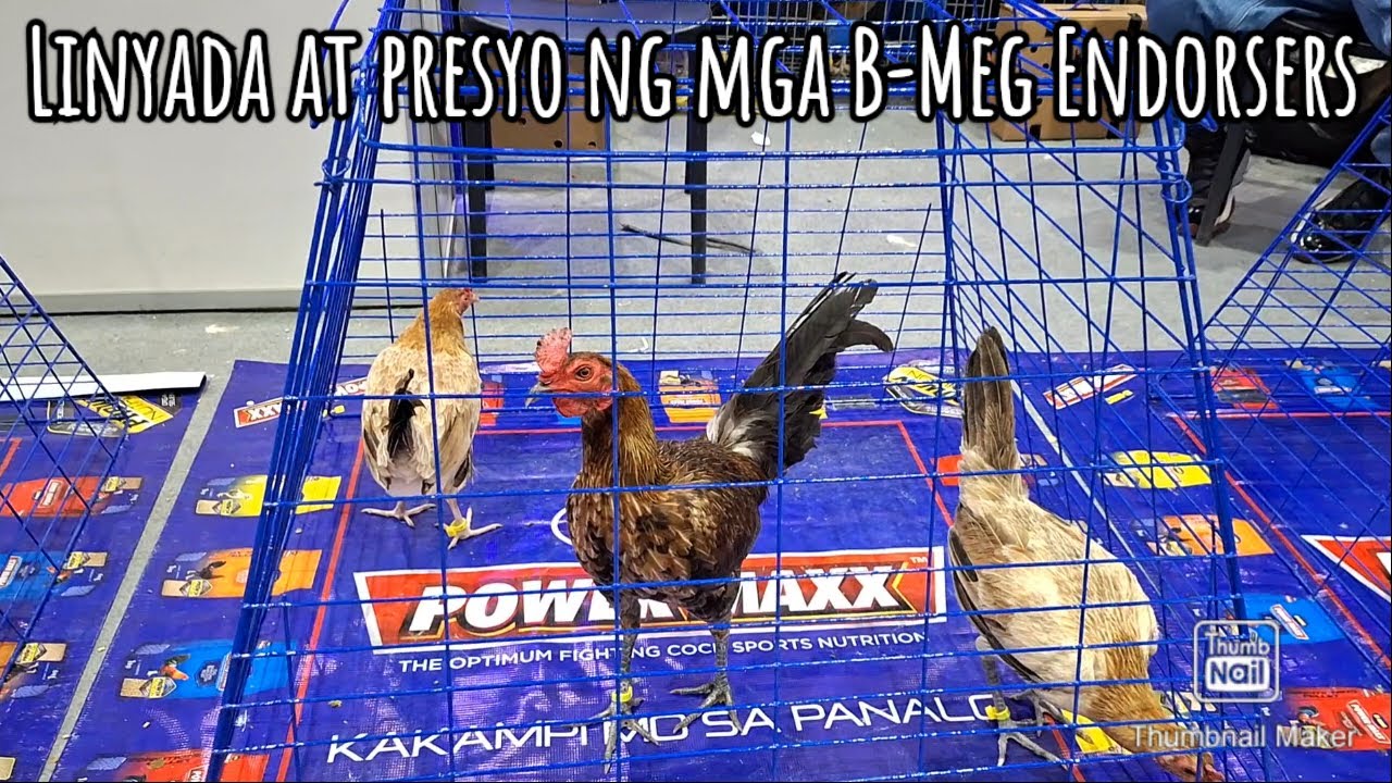 WGE 2026 ano mga linyada at presyo ng mga B-Meg Endorsers