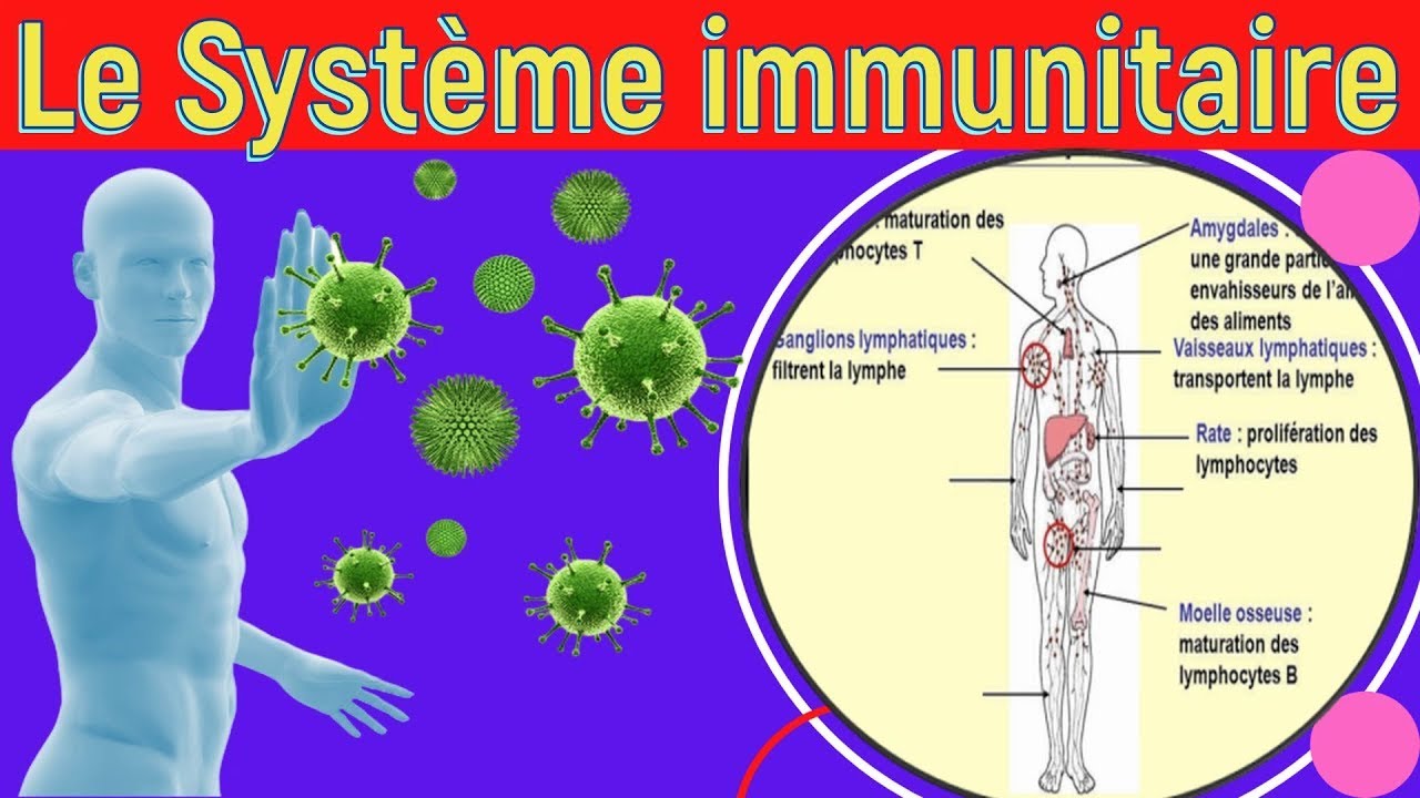 immunité   soi et non soi