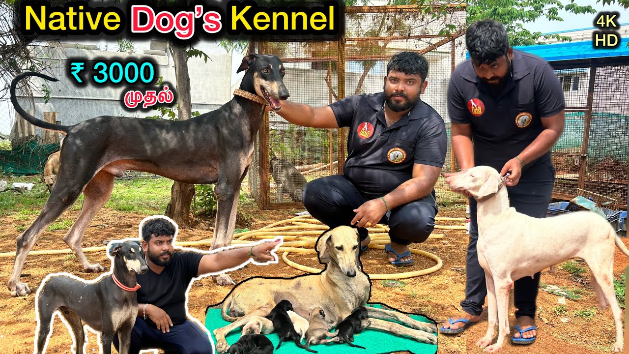 Native Dogs💥சிப்பிப்பாறை, கன்னி, ராஜபாளையம் |🏕 Biggest Native Dog Farm | Tamil Vlog | dogbreeds