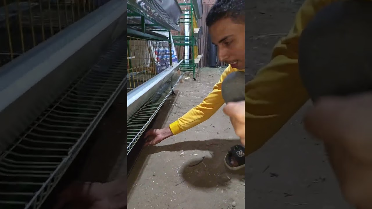 يوسف محمد مصنع المصطفى لتصنيع بطاريات دواجن تسمين 🐥🐔 والبياض 🐓 السعر  01129355812/01002398309
