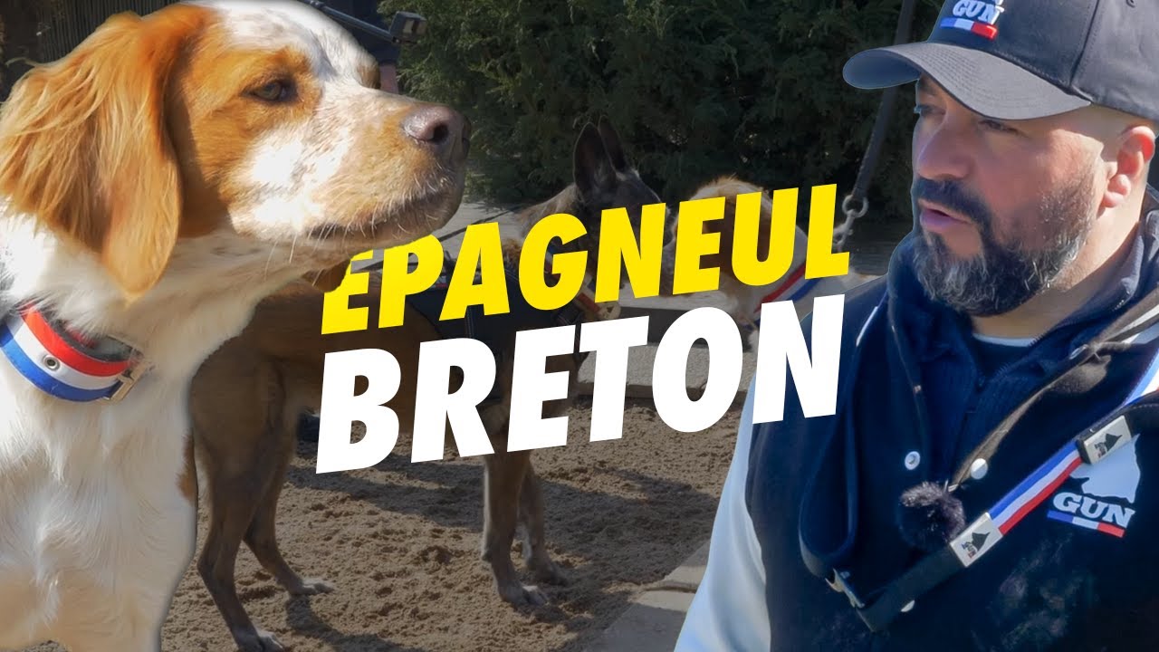 Epagneul Breton : Il a mordu des promeneurs !