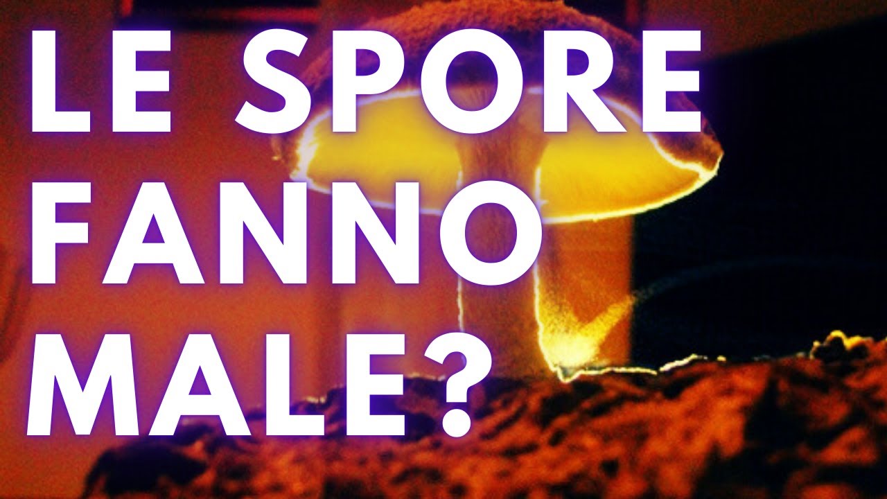 Respirare le spore dei funghi può essere pericoloso?  🍄