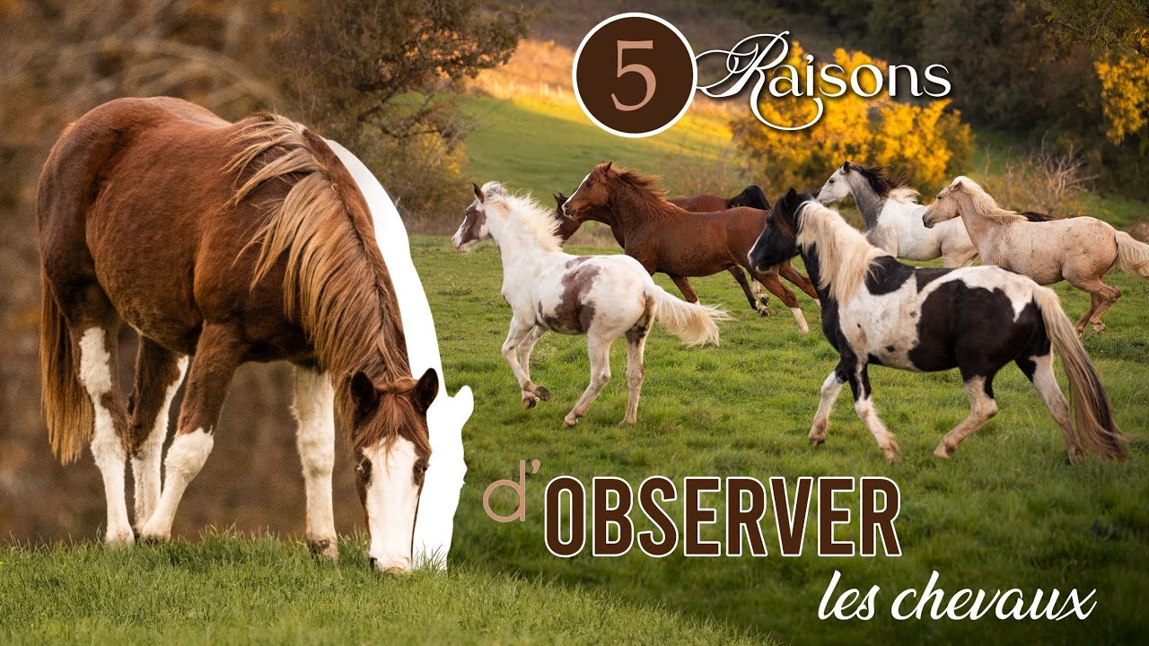 • ÉTHOLOGIE • 5 raisons d'observer les chevaux