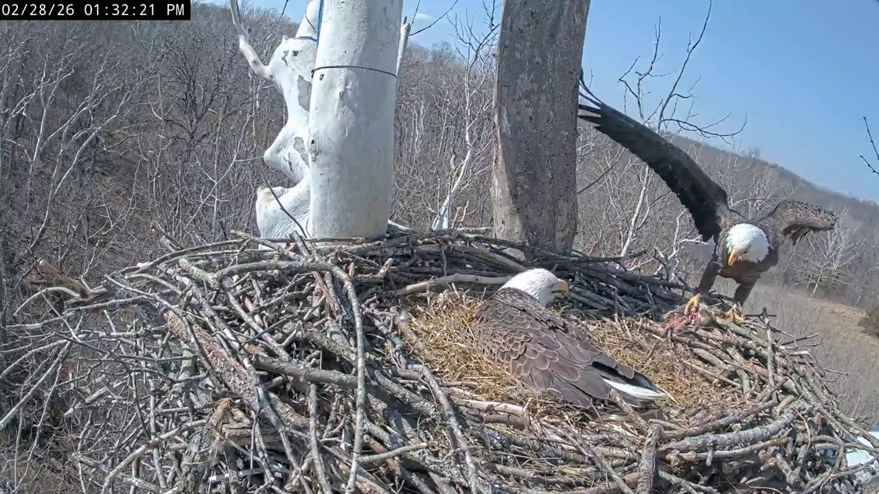 NCTC Eagle Nest: Scout brought a prey in for Bella -- 2026 02 28