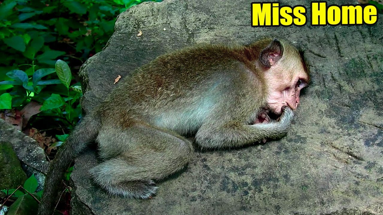 Miss Mom Miss Home and Miss Sister! Poor New Abandoned Monkey Eva Lied Down So Sad.