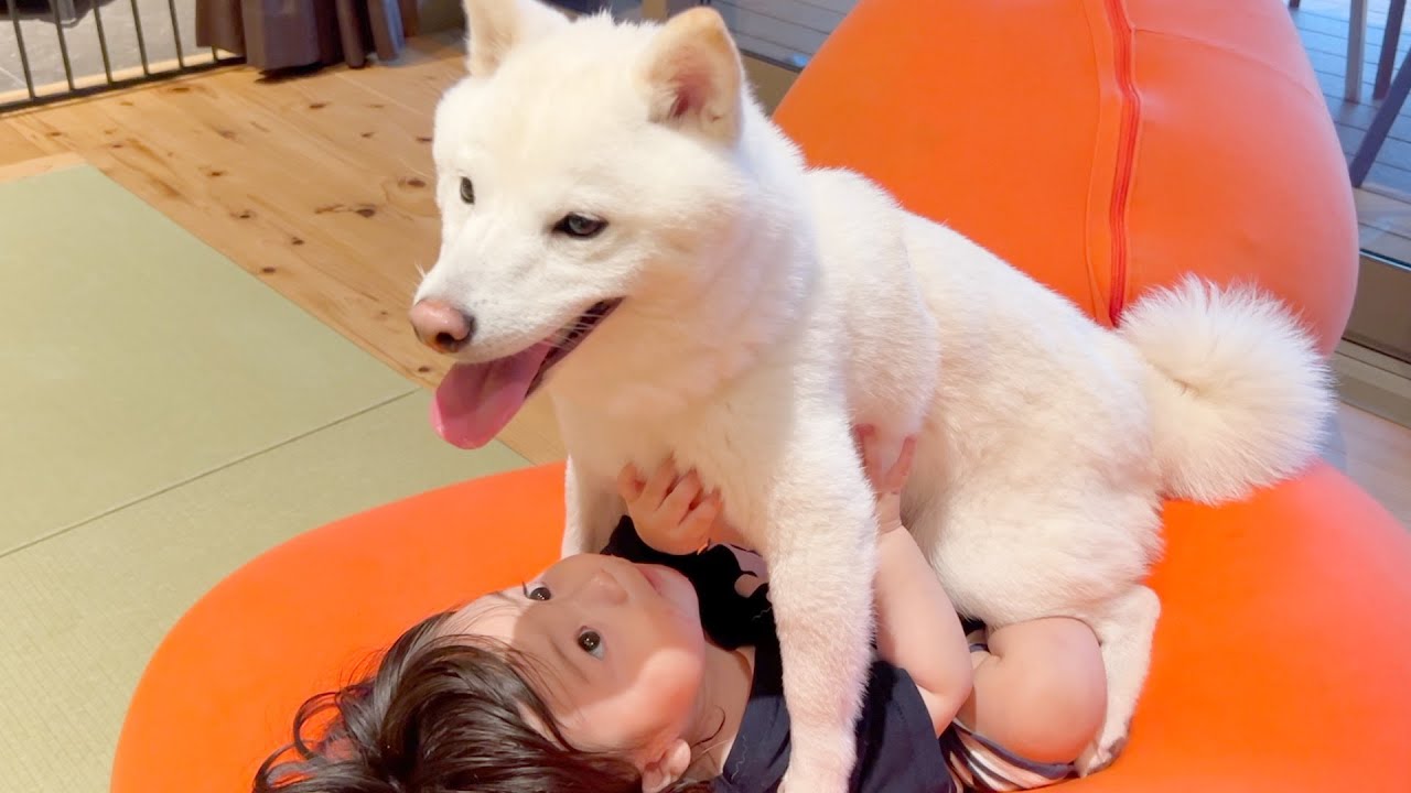 柴犬にマウントされた赤ちゃんの怒り方が可愛すぎた