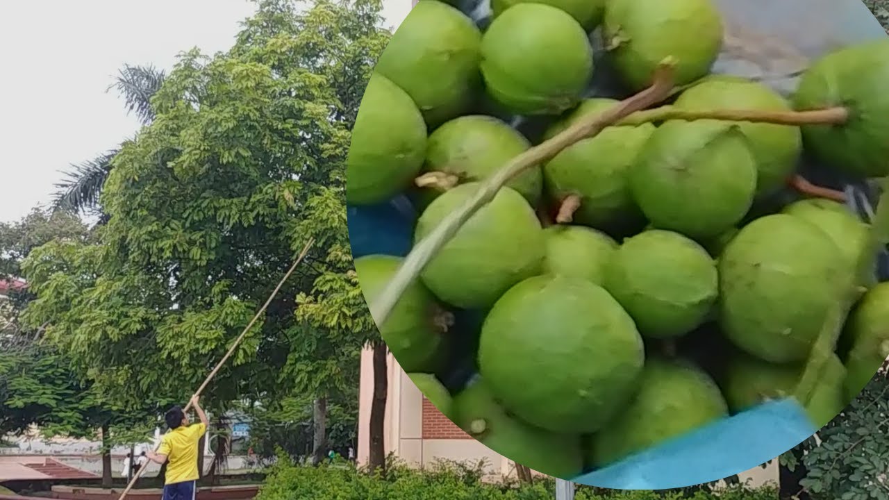 QUẢ RỪNG SẠCH TẬP 1 HÁI  SẤU ĐẦU MÙA