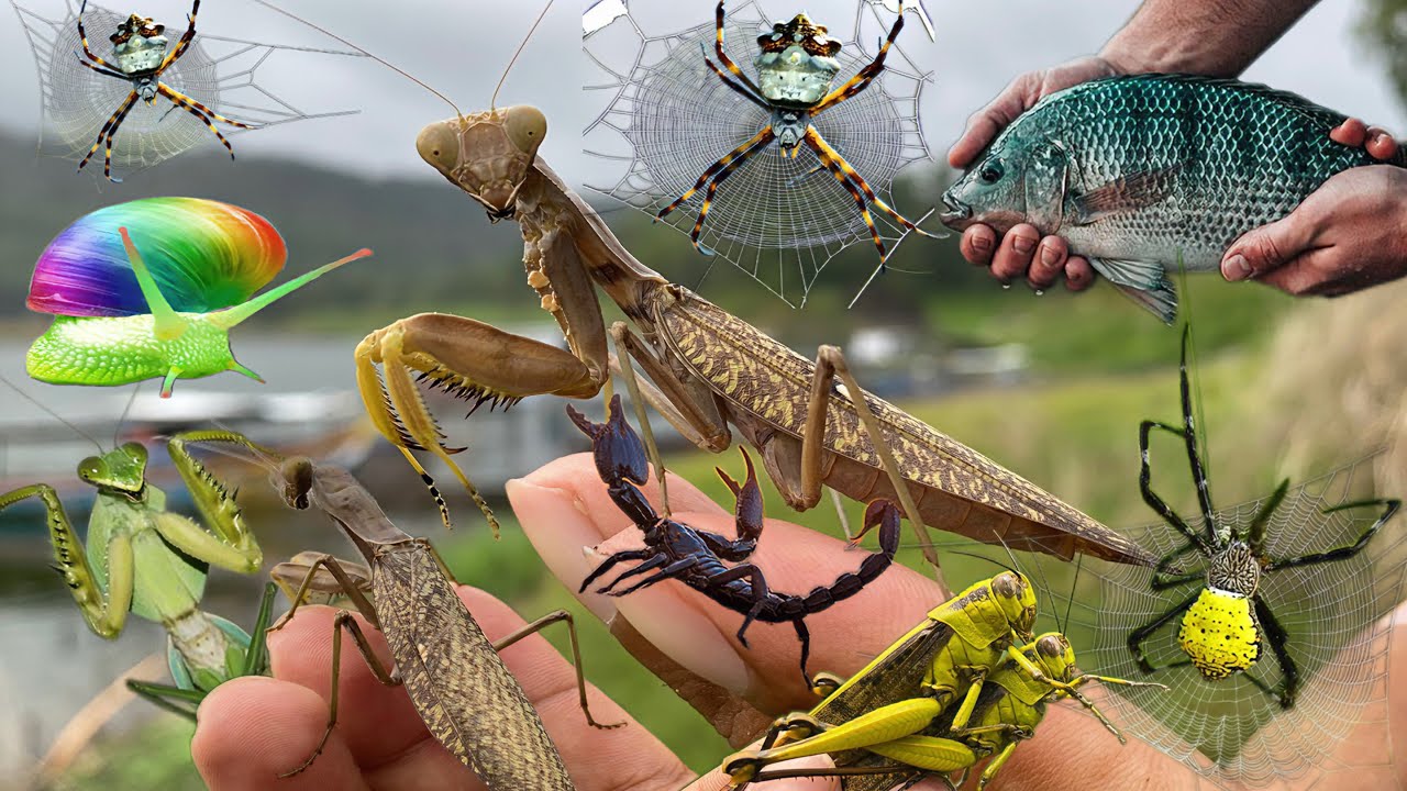 discover the habitat of rare predators