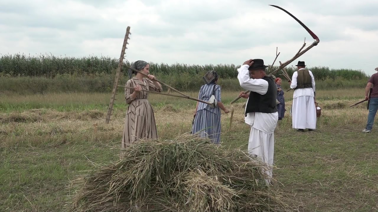 2020.07.04. - A kézi aratás fortélyai