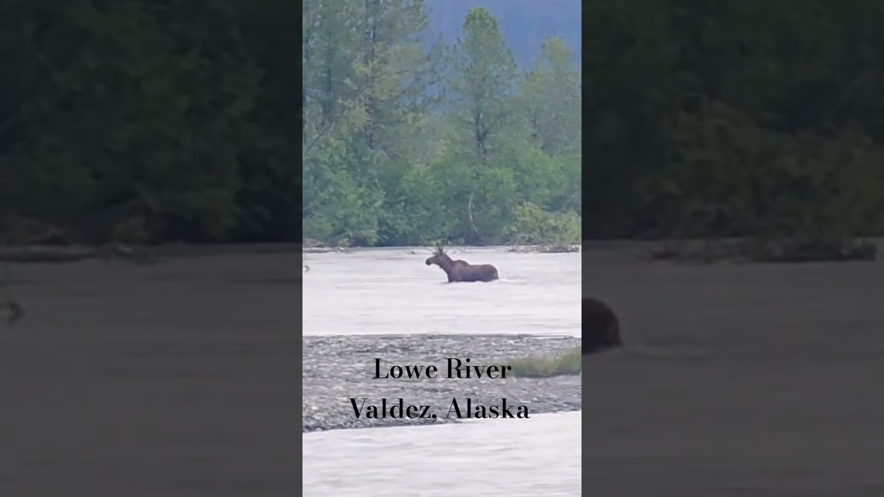 Young moose crosses the Lowe River in Valdez, Alaska&mdash;nature at its finest. #WitteCityOutdoors