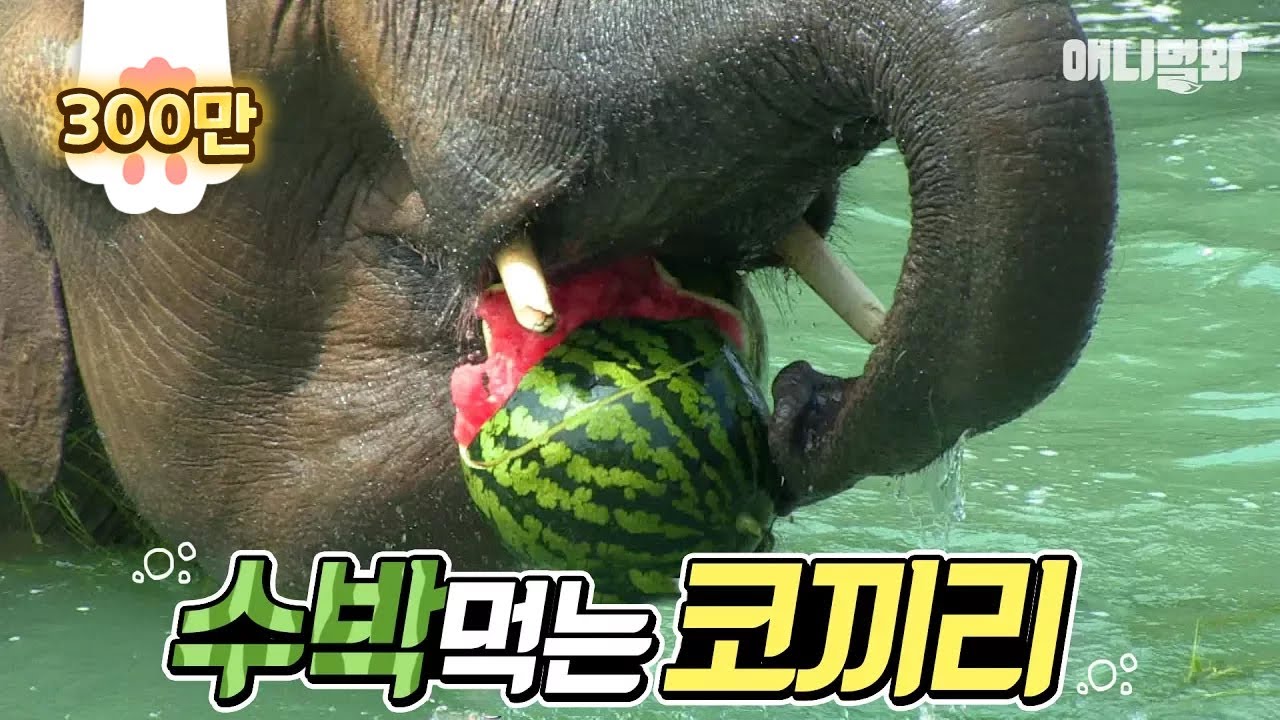 폭염에 코끼리가 온몸으로 여름나는 방법 / 수박 통째로 먹어버림 How an elephant survives a heat wave Eating a whole watermelon