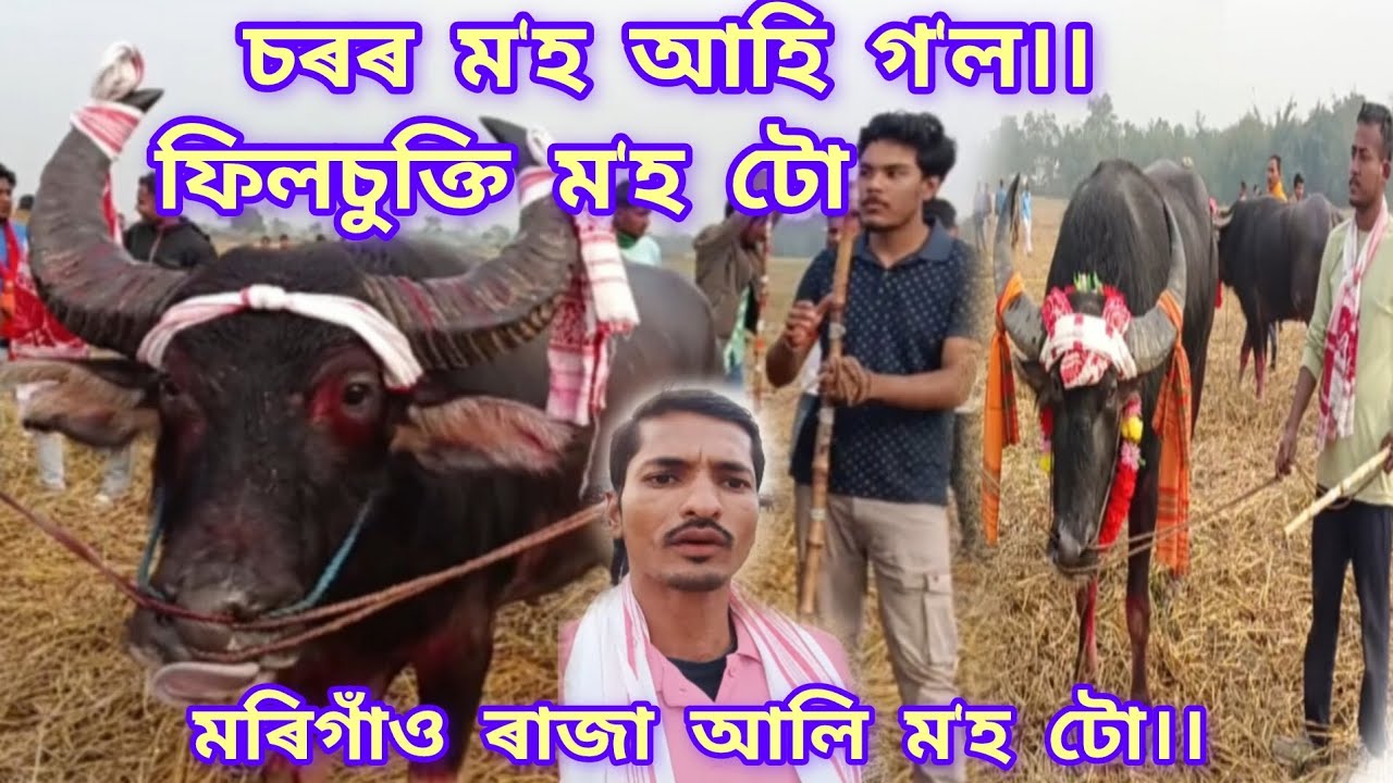 মৰিগাঁও ৰাজা আলি ফিল চুক্তি ম'হ টো।। 2026 Jaluguti//🔥