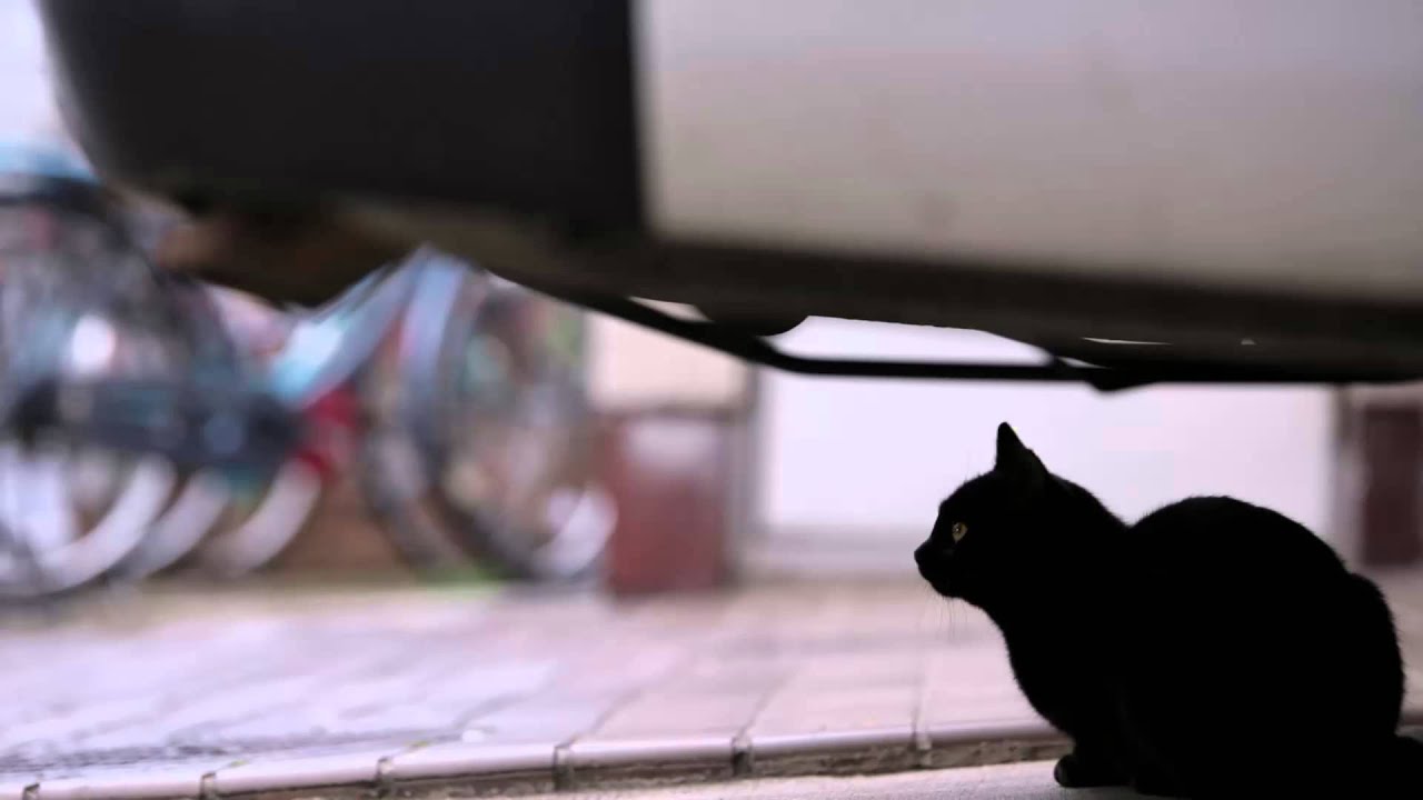 僕だけが愛せない顔  荒木真樹彦