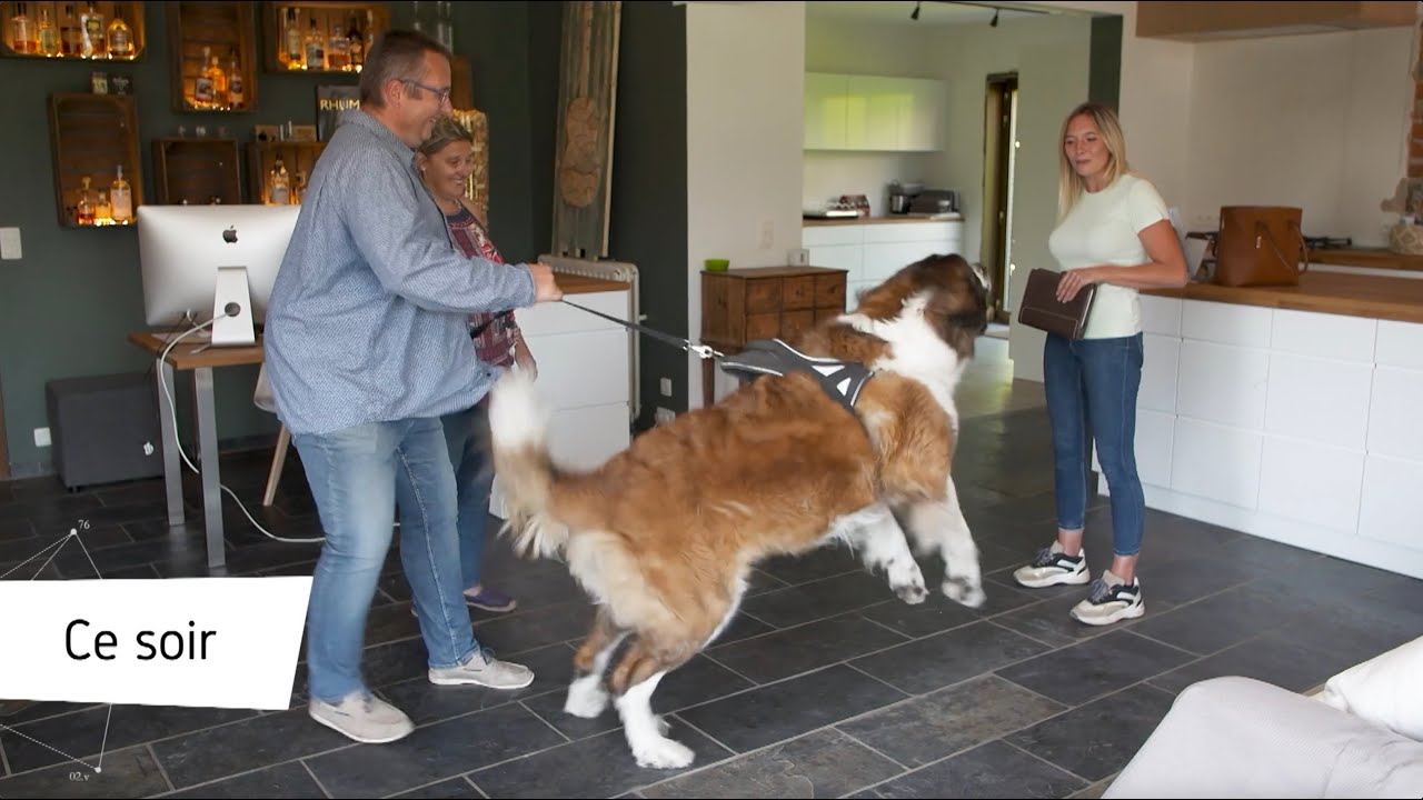 Moka, le Saint-Bernard agressif avec les invités – Véto&Co Saison 7 (Épisode 3)