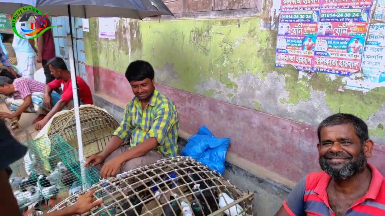 কুমিল্লা রামচন্দ্রপুর পাখির ও কবুতরের হাট প্রতি মঙ্গলবার #কুমিল্লা #pets #রামচন্দ্রপুর @MohiVlogs