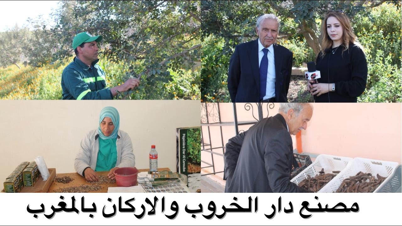 روبورتاج : كريم العماري_ضيعة فلاحية ومصنع دار الخروب والارگان بالمغرب وبضبط إقليم الخميسات 