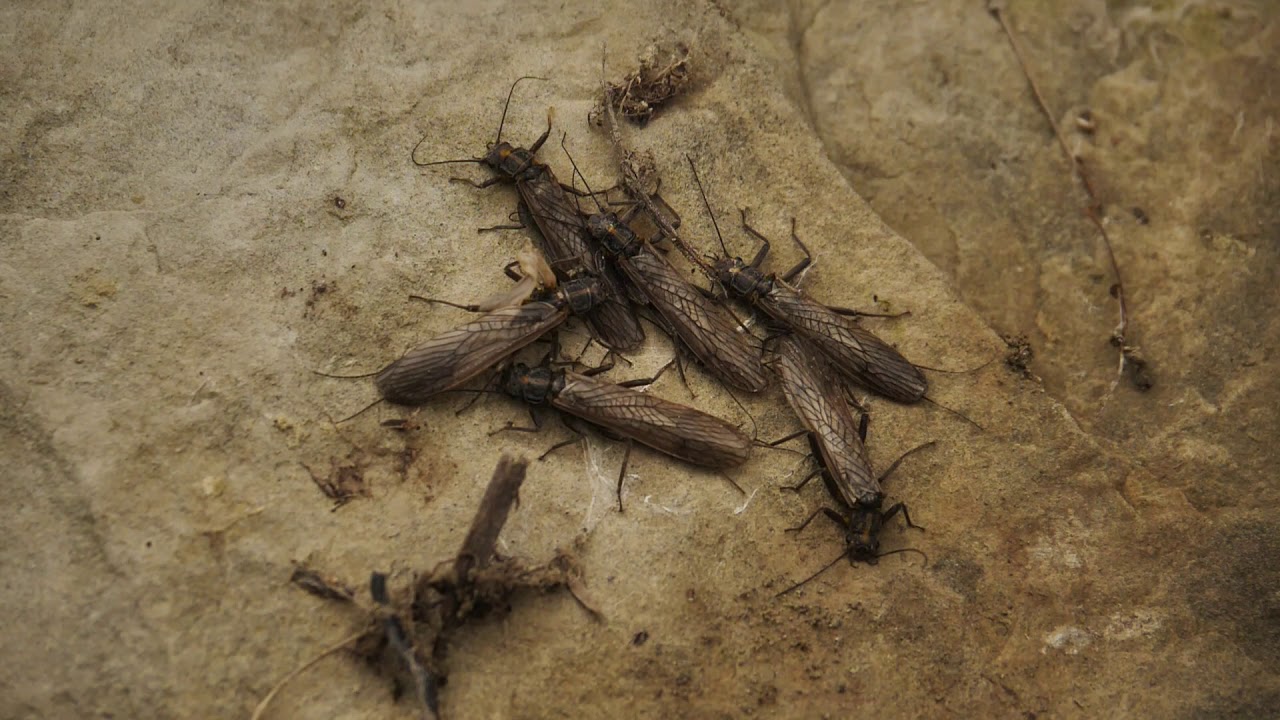 Orvis: How to Predict a Stonefly Hatch