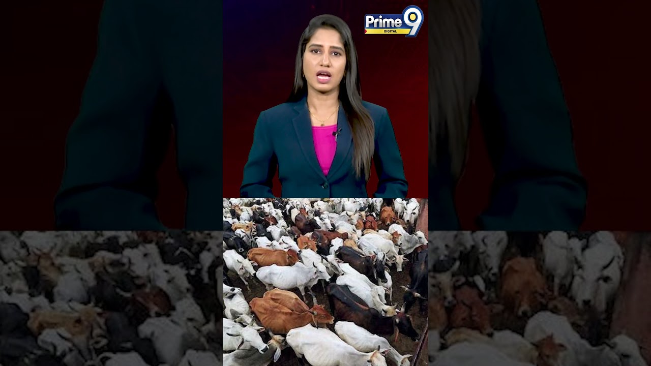 Vijay-led Tamil Nadu govt gets relief as SC stays Madras HC's cow slaughter ban directive #vijay